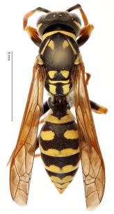 Attēlu rezultāti vaicājumam “Polistes”