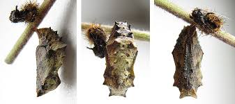 Attēlu rezultāti vaicājumam “Araschnia levana larva”