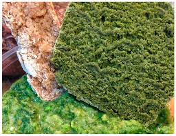 Attēlu rezultāti vaicājumam “Heracleum sphondylium subsp. sibiricum fruit”