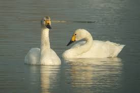 Attēlu rezultāti vaicājumam “Cygnus columbianus”