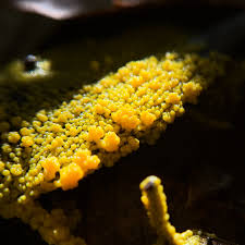 Attēlu rezultāti vaicājumam “Diderma cinereum sessile”