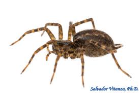 Attēlu rezultāti vaicājumam “Agelenidae”