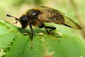 Attēlu rezultāti vaicājumam “Trichiosoma”