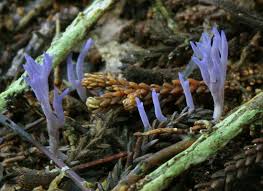 Attēlu rezultāti vaicājumam “Ramariopsis pulchella”