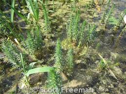 Attēlu rezultāti vaicājumam “Hippuridaceae”