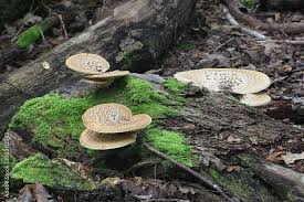Attēlu rezultāti vaicājumam “Polyporus squamosus”