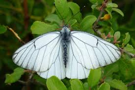 Attēlu rezultāti vaicājumam “Aporia crataegi pupa”