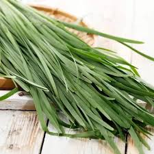 Image result for Schnittknoblauch