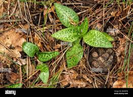 Attēlu rezultāti vaicājumam “Goodyera repens leaf”