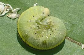 Attēlu rezultāti vaicājumam “Cimbex femoratus”