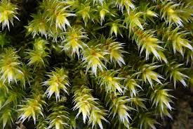 Attēlu rezultāti vaicājumam “Hedwigia ciliata”