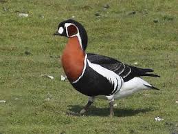 Image result for Branta ruficollis