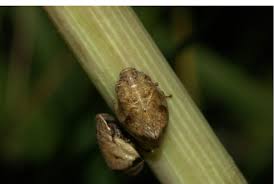 Attēlu rezultāti vaicājumam “Lepyronia coleoptrata”