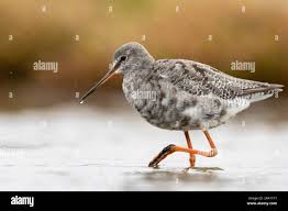 Image result for Tringa erythropus