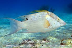 Image result for Lachnolaimus maximus