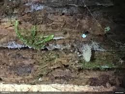 Attēlu rezultāti vaicājumam “Cribraria piriformis”