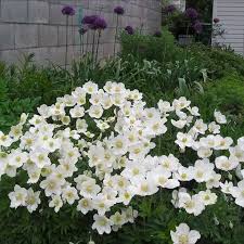 Attēlu rezultāti vaicājumam “Anemone sylvestris leaf”
