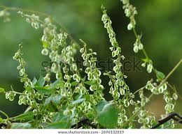 Attēlu rezultāti vaicājumam “Fallopia dumetorum fruit”