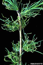 Attēlu rezultāti vaicājumam “Adelges laricis”