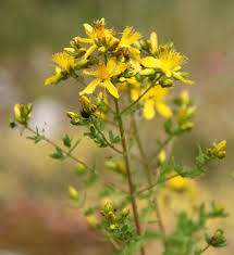Attēlu rezultāti vaicājumam “Hypericum maculatum flower”