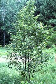 Attēlu rezultāti vaicājumam “Alnus incana”