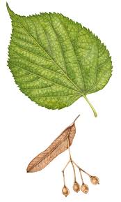Attēlu rezultāti vaicājumam “Tilia cordata leaf”