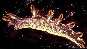 ผลการค้นหารูปภาพสำหรับ Bornella Anguilla