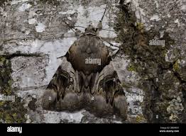 Attēlu rezultāti vaicājumam “Catocala fulminea”