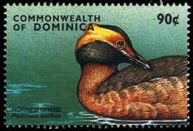 Image result for Podiceps auritus