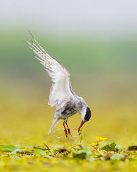 Attēlu rezultāti vaicājumam “Chlidonias hybrida adult”