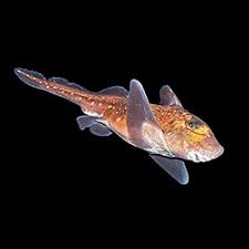 Image result for Hydrolagus colliei