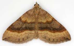 Attēlu rezultāti vaicājumam “Epirhoe tristata”