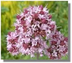 Image result for Origanum majorana