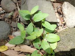 Attēlu rezultāti vaicājumam “Prunella vulgaris leaf”