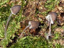 Attēlu rezultāti vaicājumam “Mycena pseudocorticola”