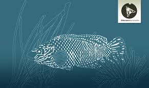 Image result for Symphodus melops