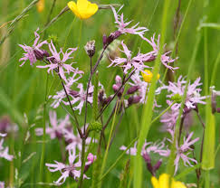 Attēlu rezultāti vaicājumam “Collaria rubens stalked”