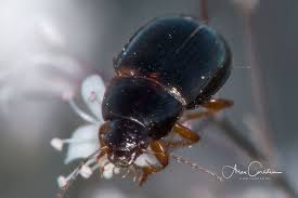 Attēlu rezultāti vaicājumam “Amara sp.”