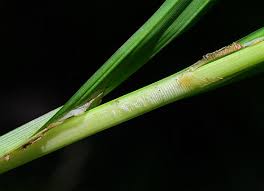 Attēlu rezultāti vaicājumam “Carex loliacea leaf”