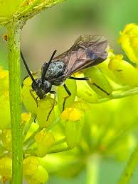 Attēlu rezultāti vaicājumam “Arge ustulata”