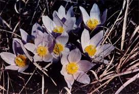 Attēlu rezultāti vaicājumam “Pulsatilla patens flower”