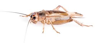 Attēlu rezultāti vaicājumam “Gryllus domesticus”