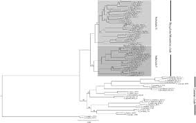 Attēlu rezultāti vaicājumam “Salix Vetrix”
