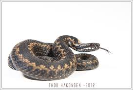 Attēlu rezultāti vaicājumam “Vipera berus”