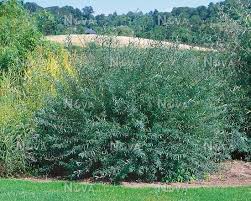 Attēlu rezultāti vaicājumam “Salix purpurea”