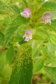 Attēlu rezultāti vaicājumam “Galeopsis tetrahit flower”