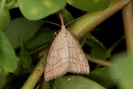 Attēlu rezultāti vaicājumam “Polypogon tentacularius”