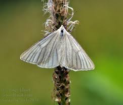 Attēlu rezultāti vaicājumam “Siona lineata”