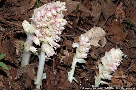 Attēlu rezultāti vaicājumam “Lathraea squamaria bud”