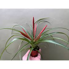 Image result for tillandsia umbellata